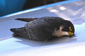 Home | Derbyshire Wildlife Trust